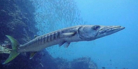 حقيقة خطورة سمكة الباراكودا في البحر الأحمر